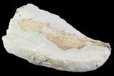 Fossil Mosasaur (Tethysaurus) Jaw Section - Goulmima, Morocco #107092-3